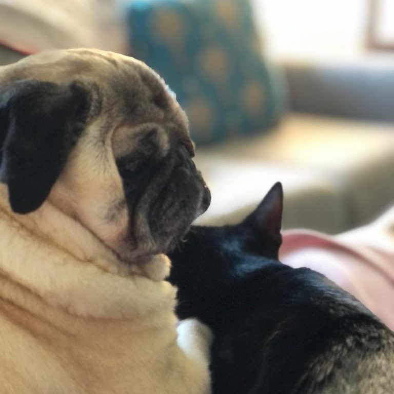 8 Tips on How to Get a Cat to Like a Dog
