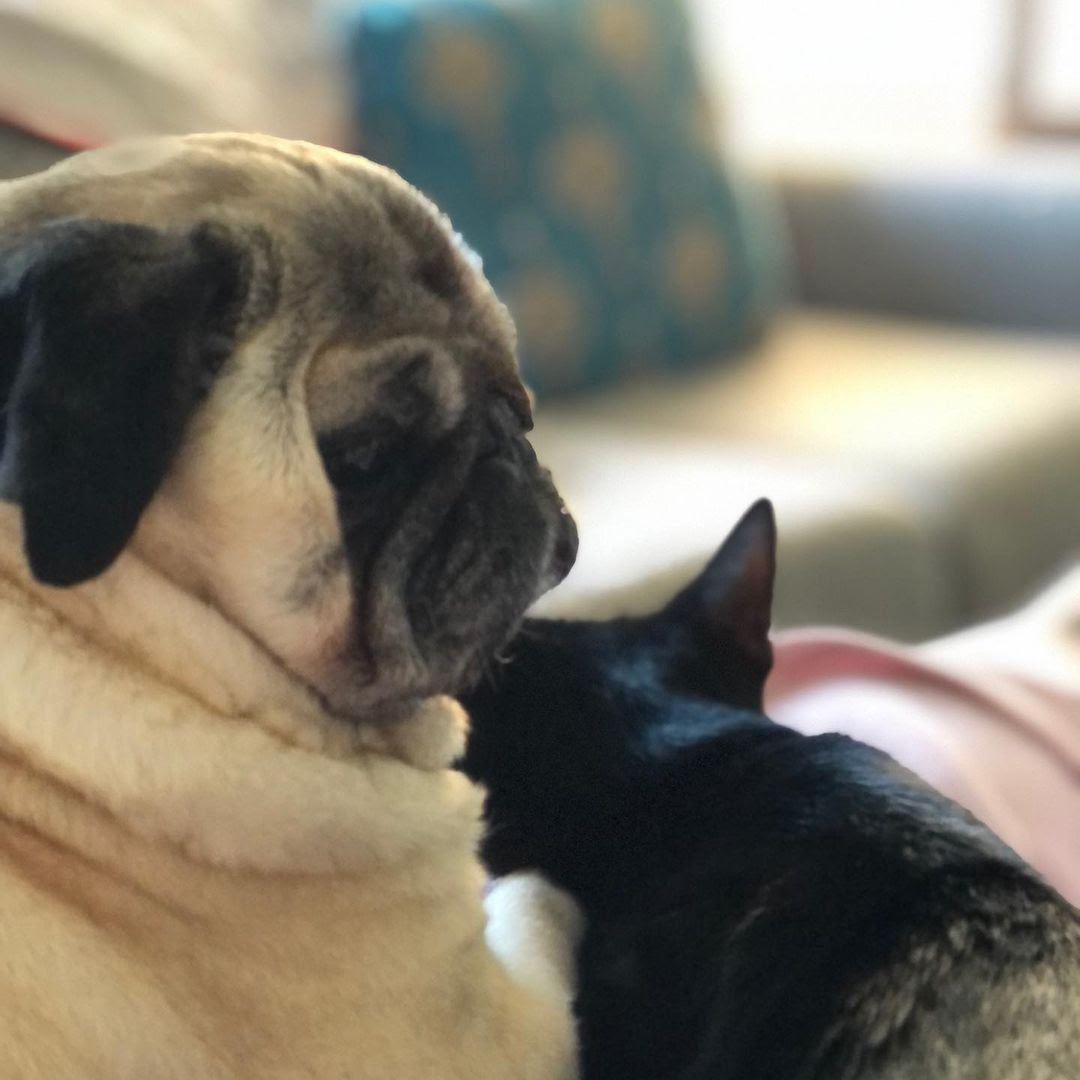 8 Tips on How to Get a Cat to Like a Dog
