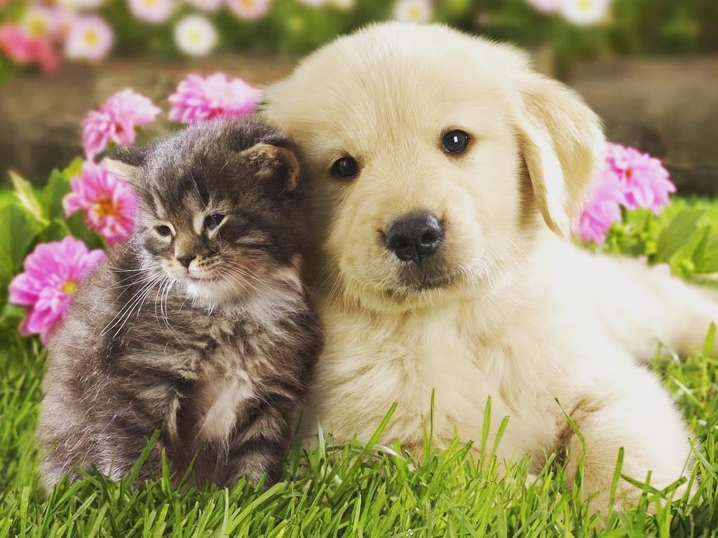 8 Tips on How to Get a Cat to Like a Dog
