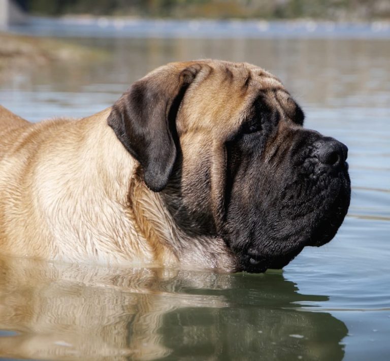How Much Does an English Mastiff Cost? Can You Afford an English