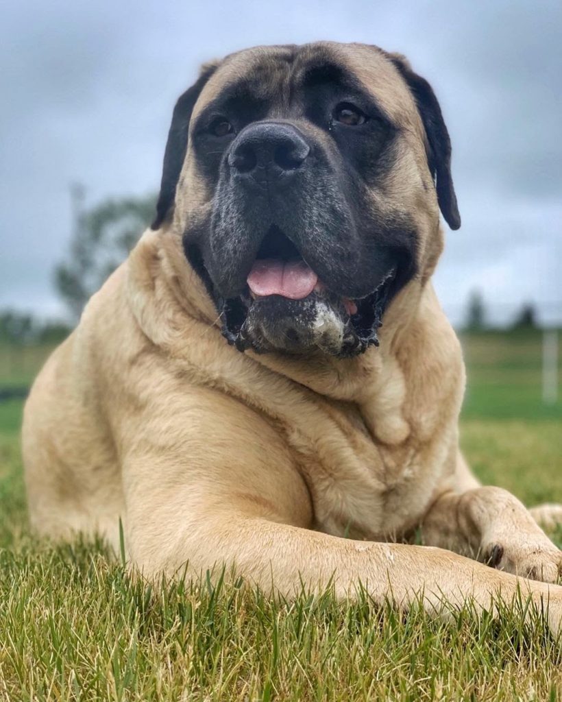 Life Expectancy For How Long Do English Mastiffs Live? PawCited