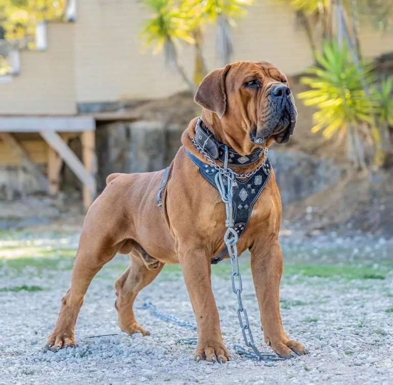 English Mastiff vs American Mastiff How to Tell Their