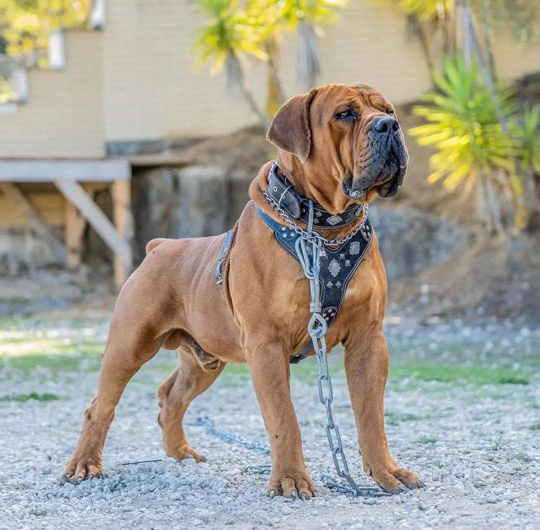 English Mastiff vs Boerboel Who’s the Better Mastiff