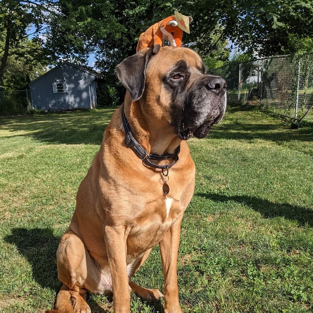 English Mastiff vs Boerboel Who’s the Better Mastiff
