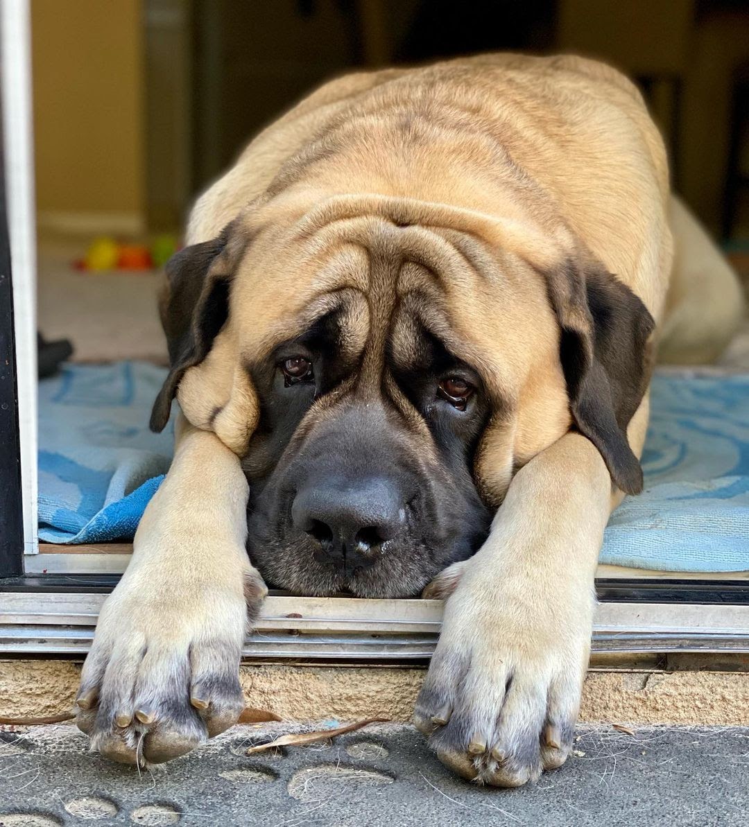 Life Expectancy For How Long Do English Mastiffs Live