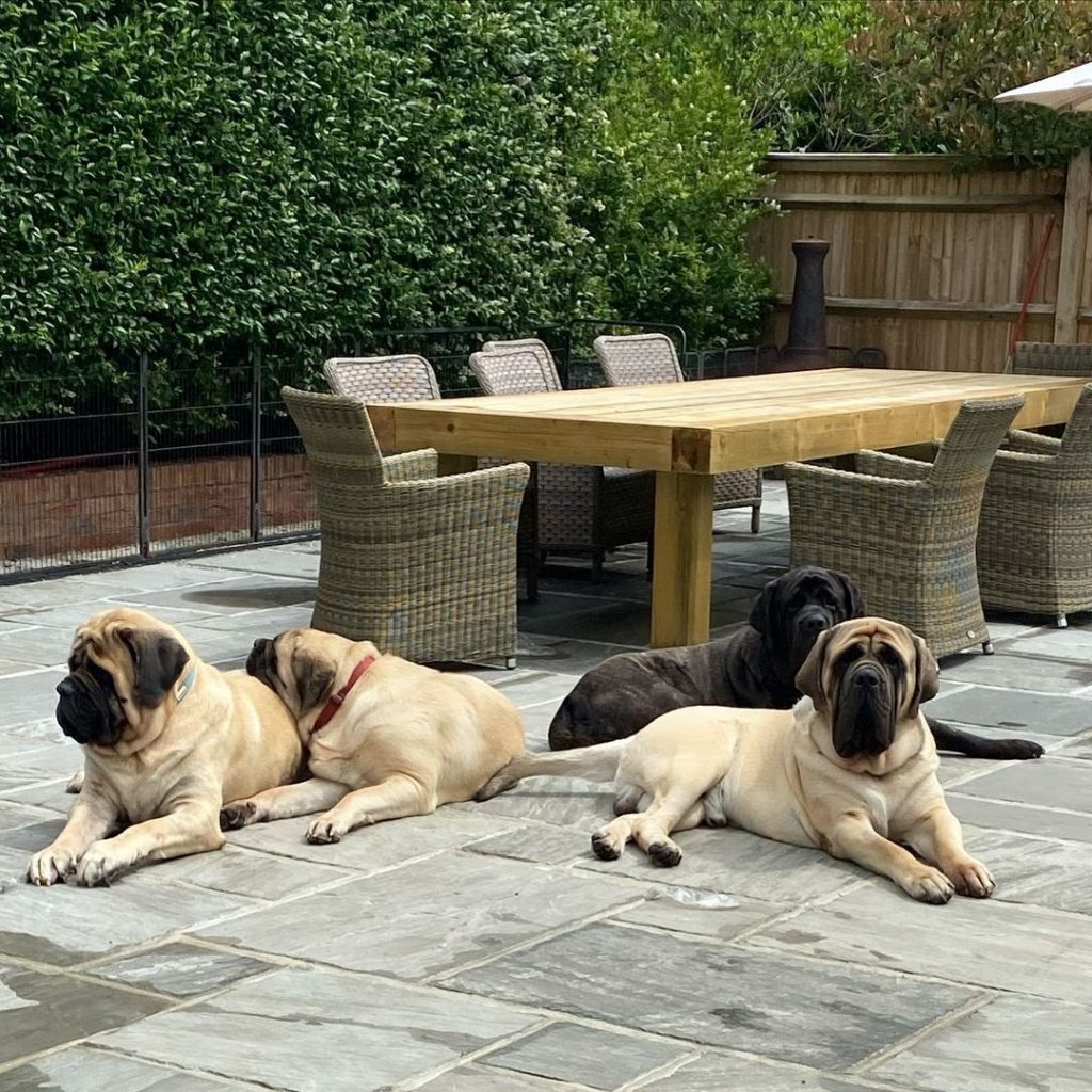 Are English Mastiffs Good Family Dogs? Personality Traits and FAQs