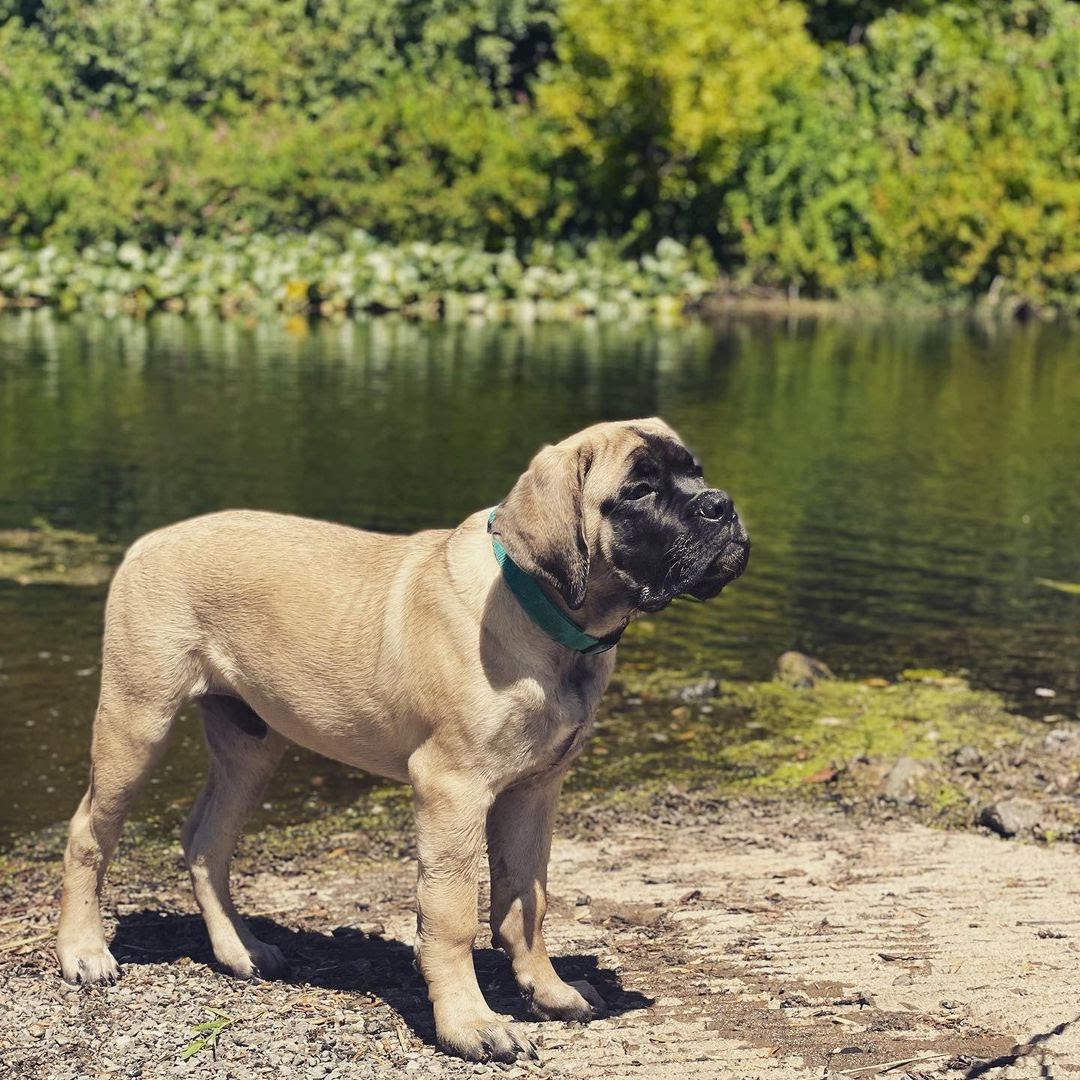 Life Expectancy For How Long Do English Mastiffs Live