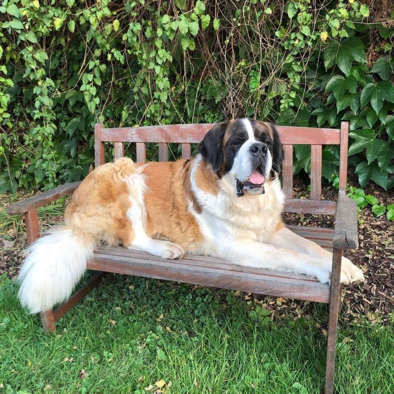 Can an English Mastiff Kill a Wolf? Calculating the Chances PawCited