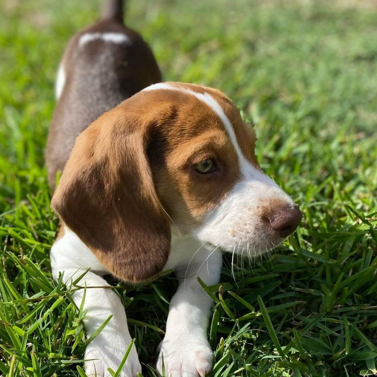 Do Pocket Beagles Shed? Ultimate Guide to Pocket Beagle Shedding & FAQs