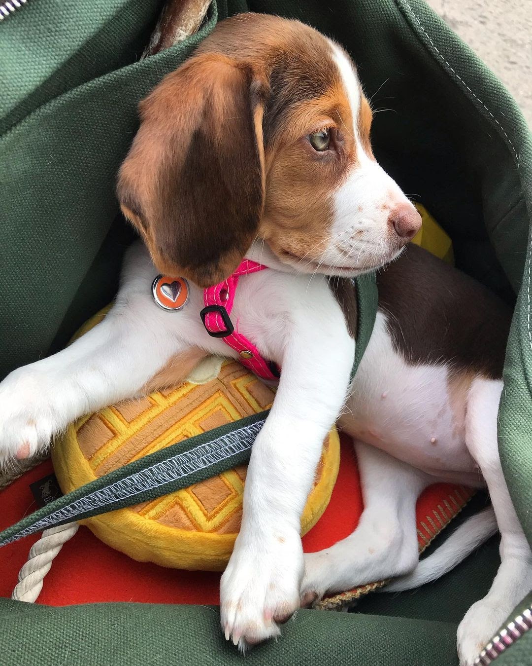 Do Pocket Beagles Shed? Ultimate Guide to Pocket Beagle Shedding & FAQs