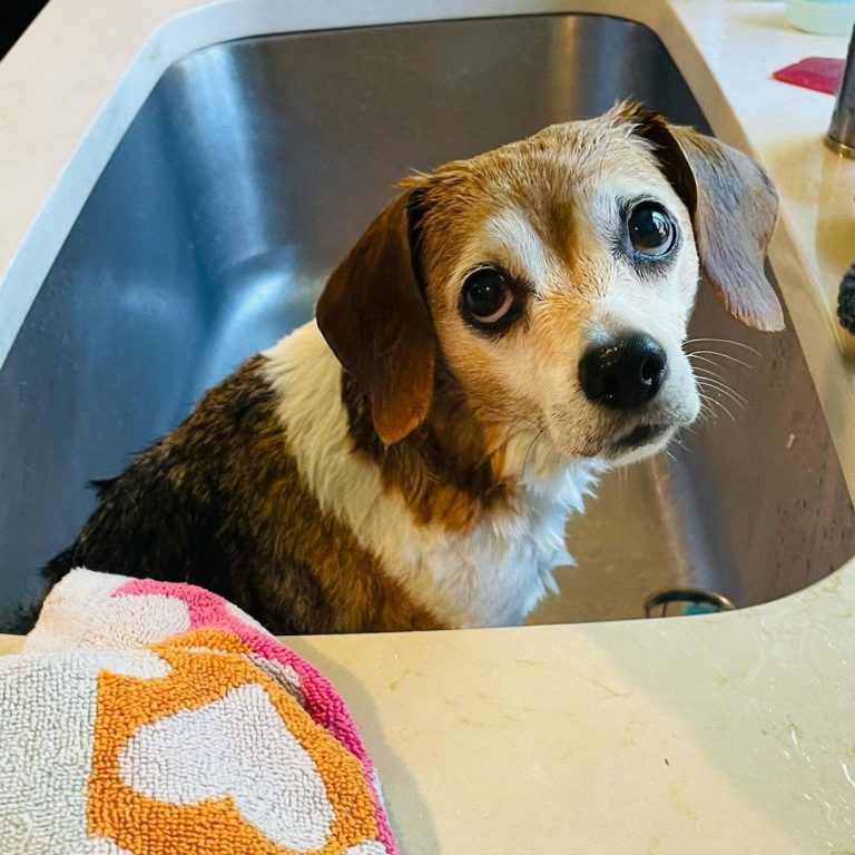 Do Pocket Beagles Shed? Ultimate Guide to Pocket Beagle Shedding & FAQs