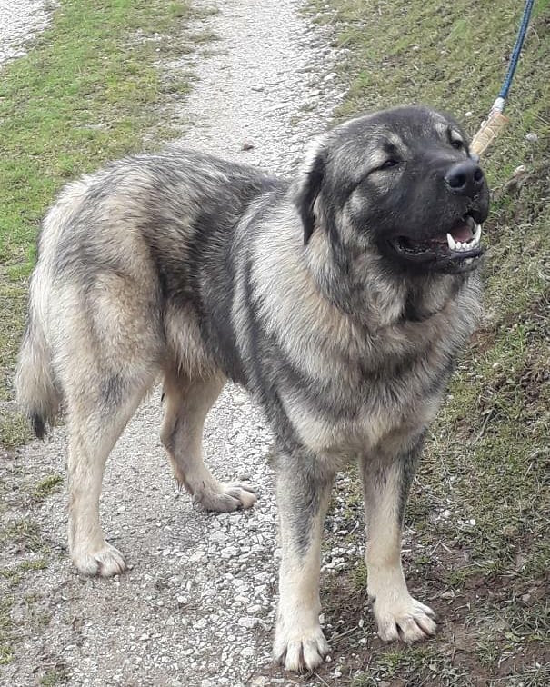 10 Best Dog To Protect You Against Coyotes PawCited
