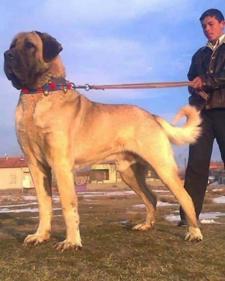 10 Best Dog To Protect You Against Coyotes PawCited