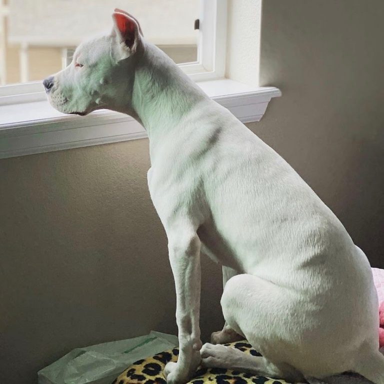 10 Best Dog To Protect You Against Coyotes PawCited