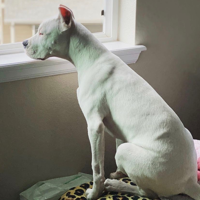 10 Best Dog To Protect You Against Coyotes PawCited