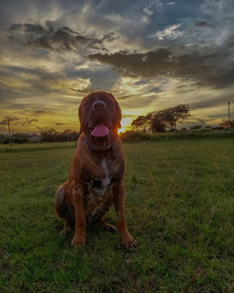 10 Best Dog To Protect You Against Coyotes PawCited