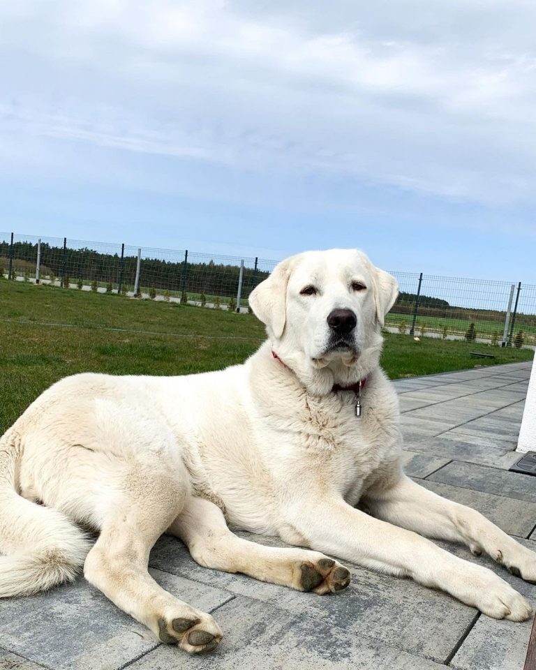 10 Best Dog To Protect You Against Coyotes PawCited