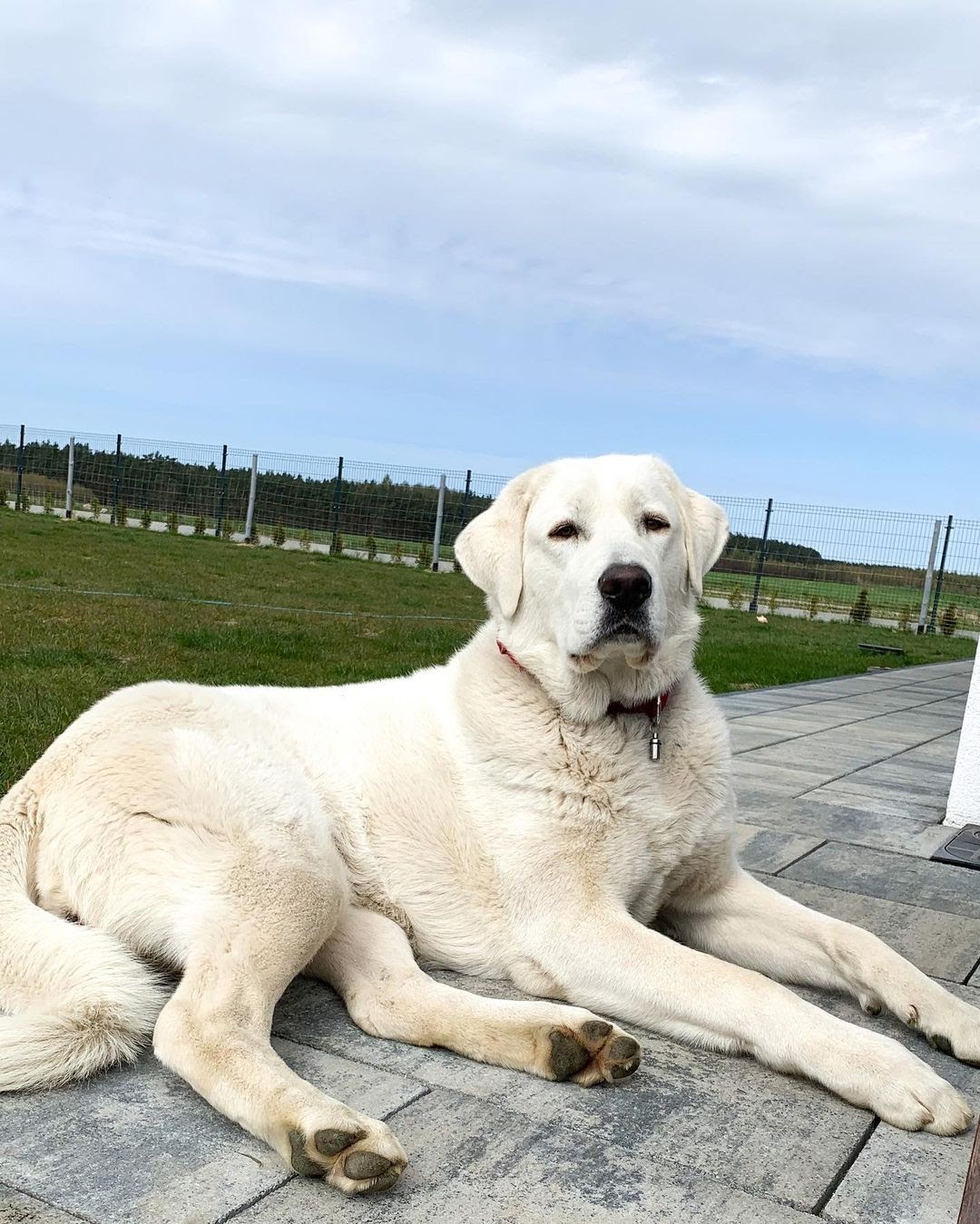 10 Best Dog To Protect You Against Coyotes PawCited