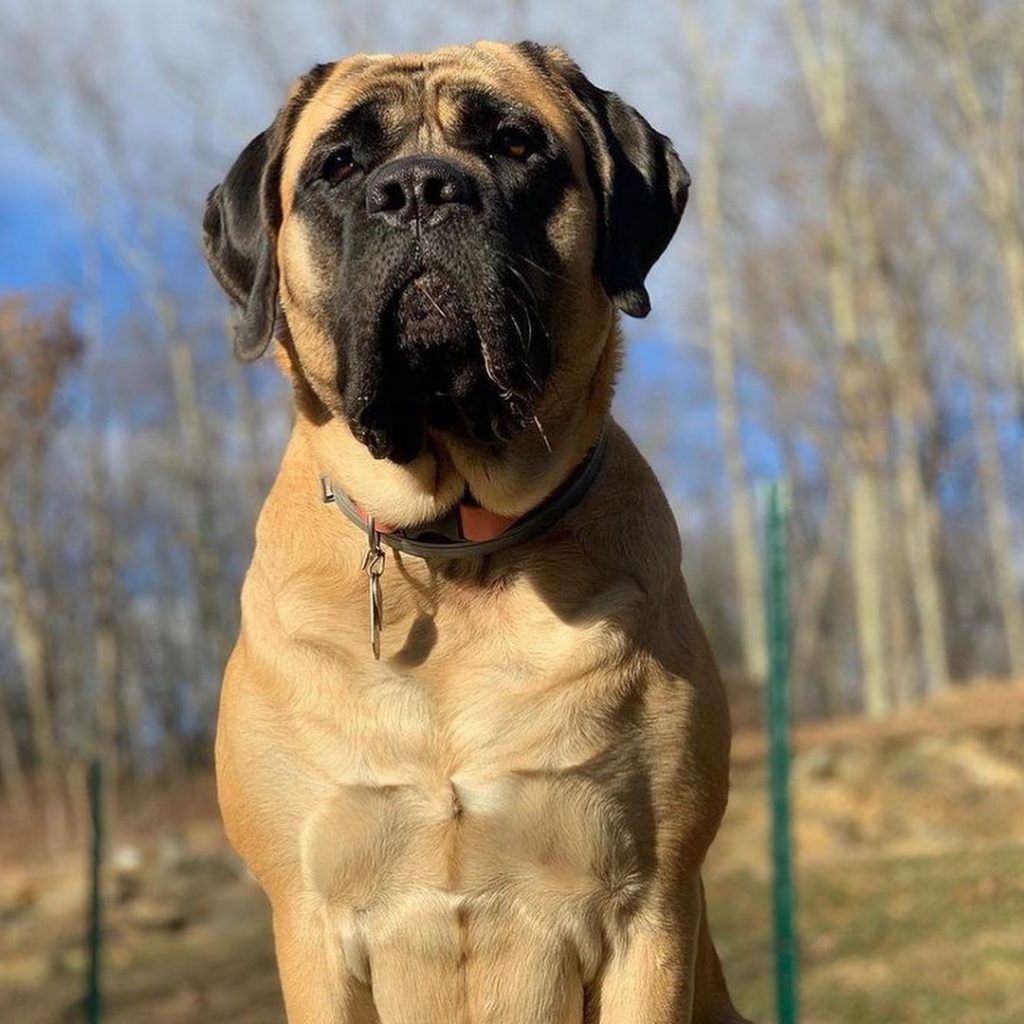 English Mastiff vs Tibetan Mastiff What’s the Difference? PawCited