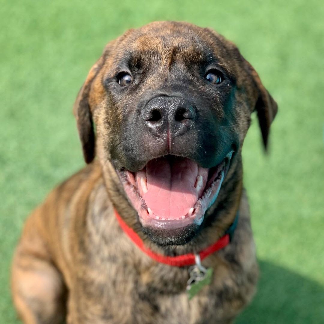 How Much Does an English Mastiff Cost? Can You Afford an English