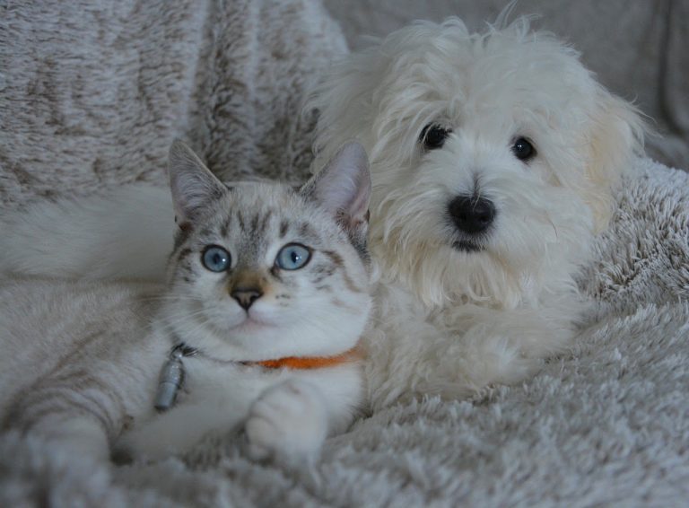 Why Do Dogs Kill Cats? 7 Ways to Stop Dog From Preying Cats PawCited