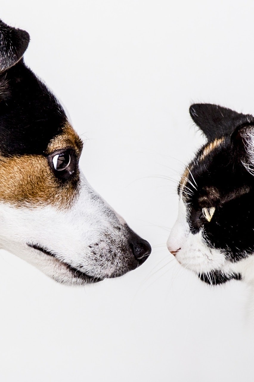 Why Do Dogs Kill Cats? 7 Ways to Stop Dog From Preying Cats PawCited