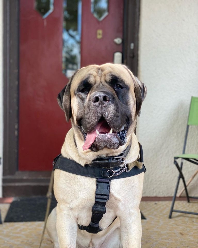 Can an English Mastiff Kill a Wolf? Calculating the Chances