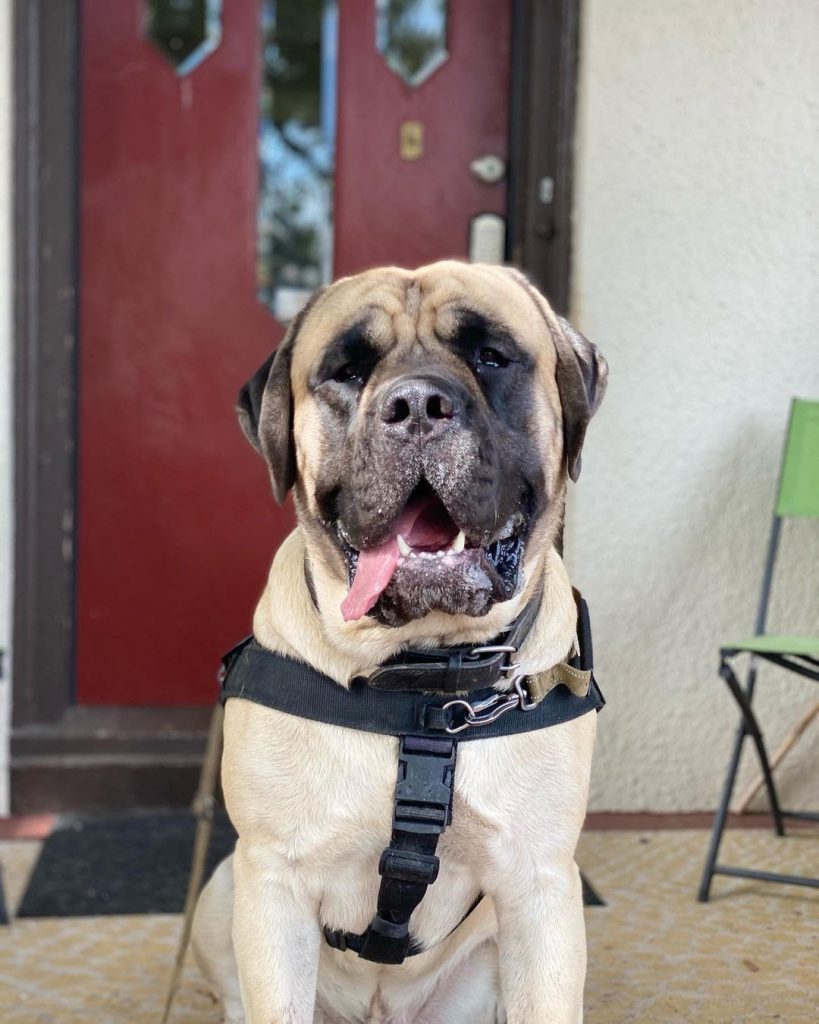 Can an English Mastiff Kill a Wolf? Calculating the Chances