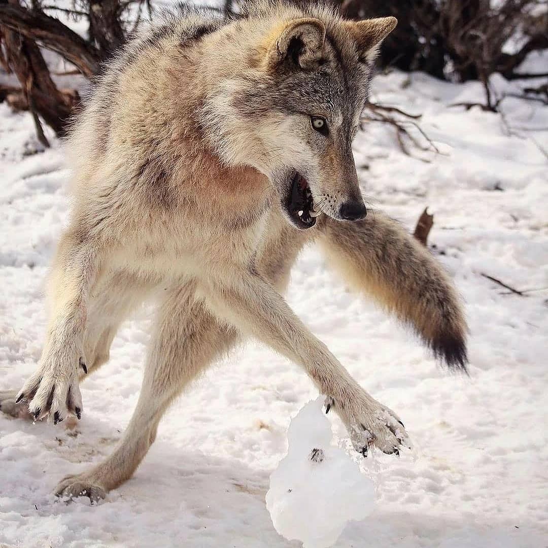 Can an English Mastiff Kill a Wolf? Calculating the Chances