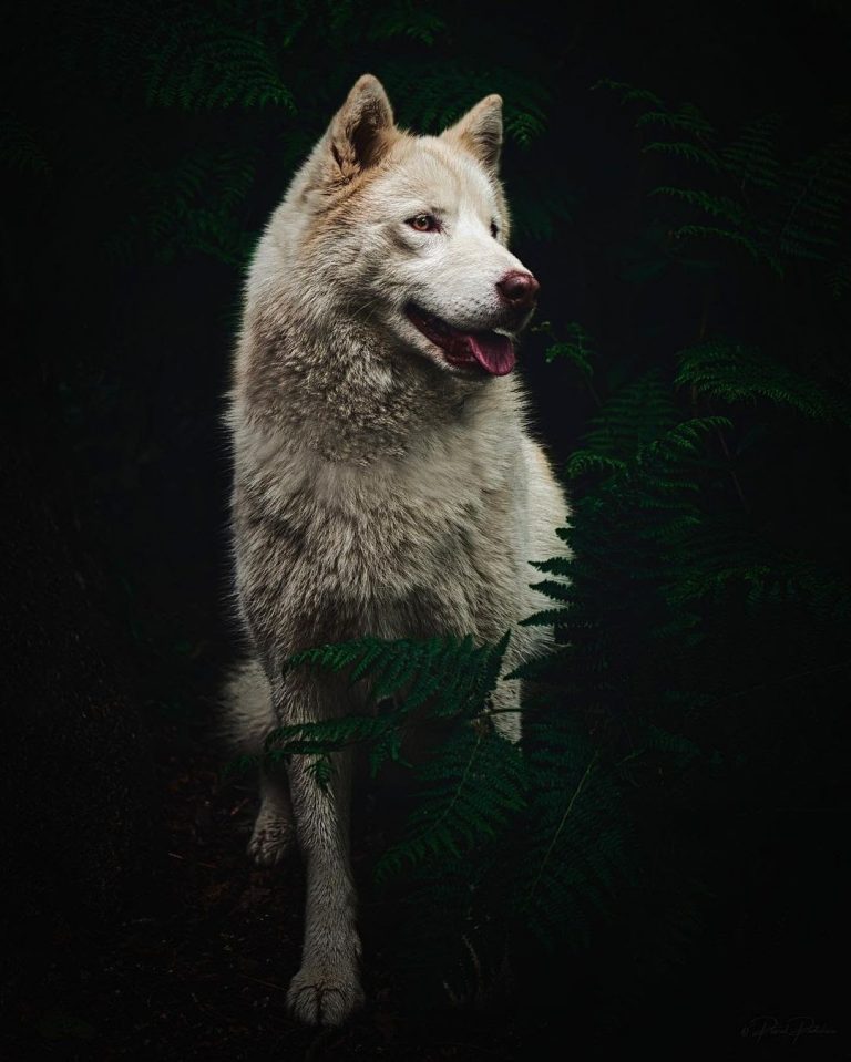 Can an English Mastiff Kill a Wolf? Calculating the Chances