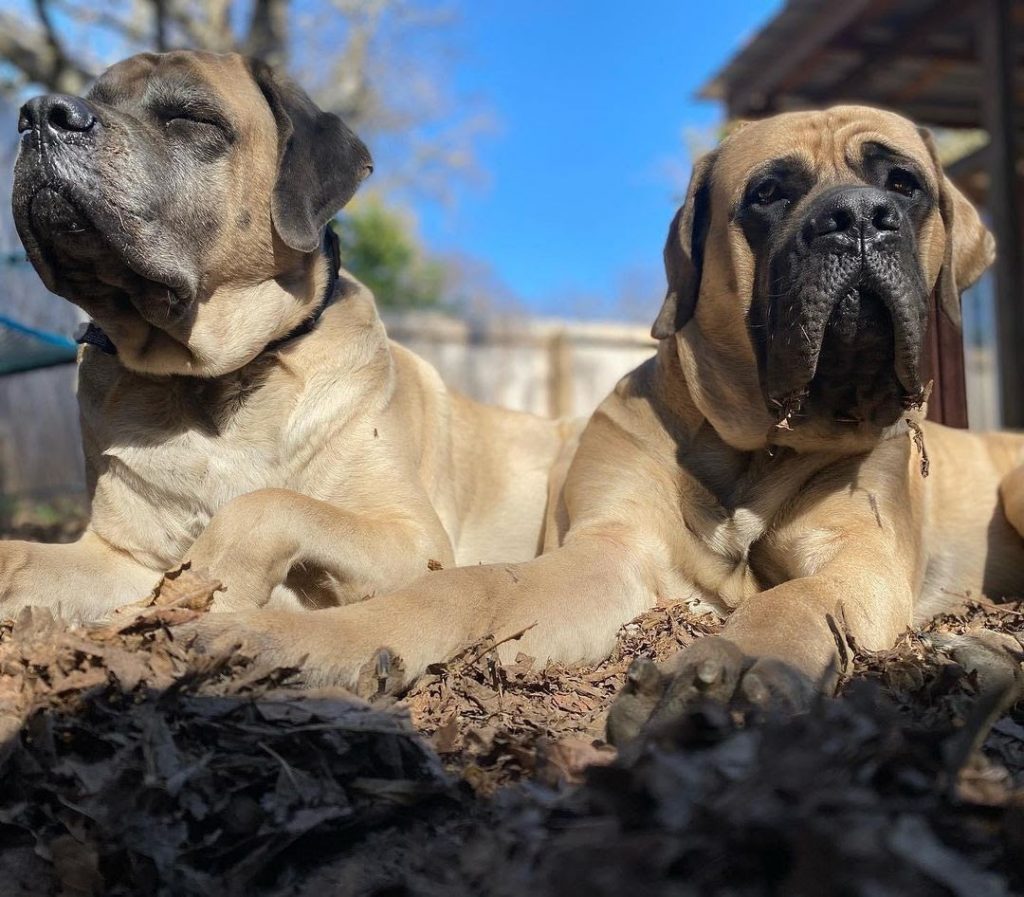 Are English Mastiffs Good With Other Dogs? All You Need to Know! PawCited