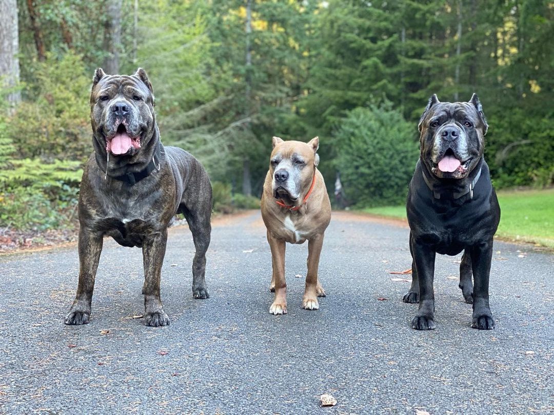 Bullmastiff vs Cane Corso Comparing Mastiff Breeds PawCited