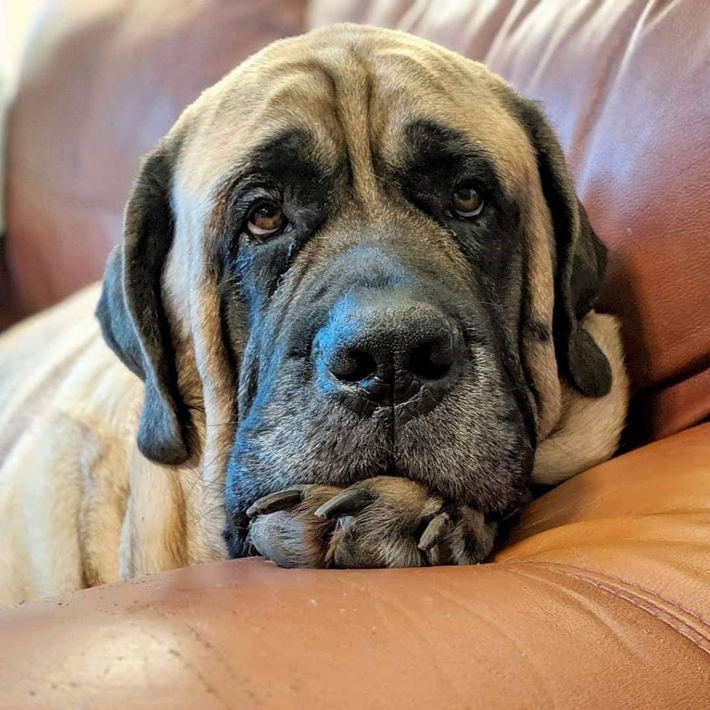 How Long Can an English Mastiff Be Left Alone? Facts & FAQs PawCited