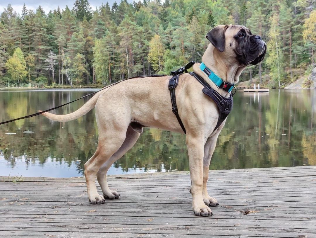 Are Bullmastiffs Good Guard Dogs? Traits That Make Them Perfect for It