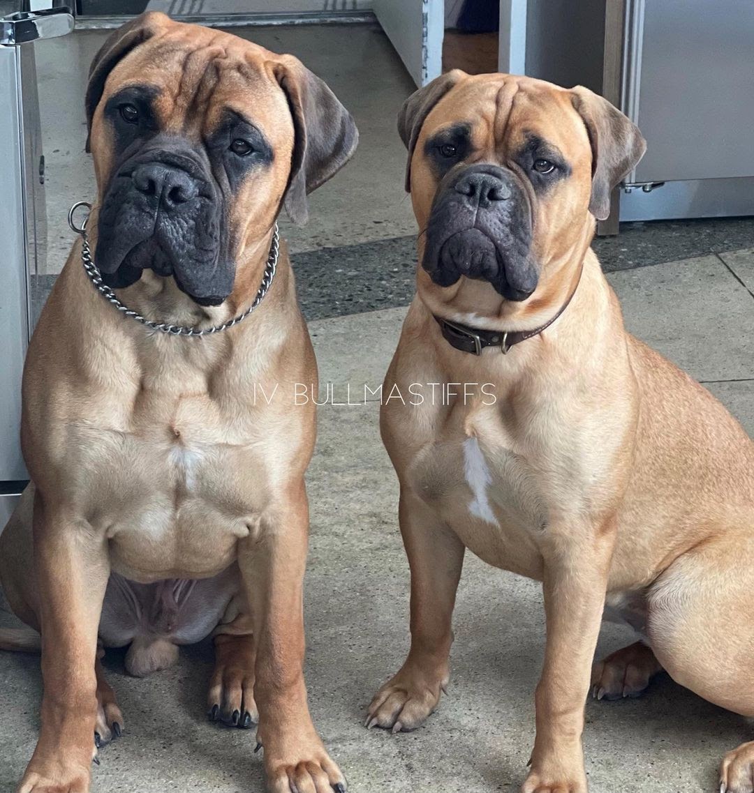 Are Bullmastiffs Good Guard Dogs? Traits That Make Them Perfect for It