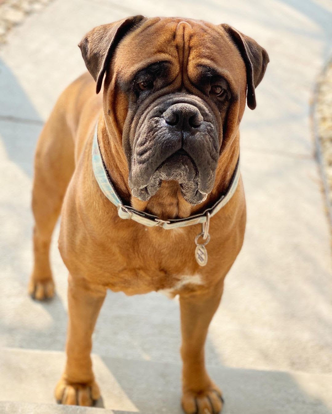 Are Bullmastiffs Good Guard Dogs? Traits That Make Them Perfect for It