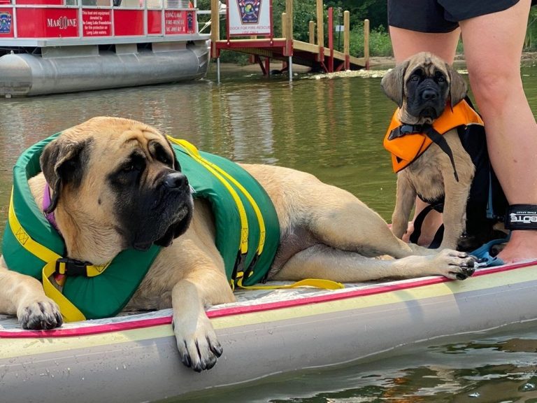 Can an English Mastiff Kill a Wolf? Calculating the Chances PawCited