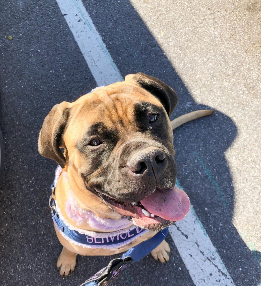 How Much Does a Bullmastiff Eat? Feeding Tips & Best Dog Foods to Buy