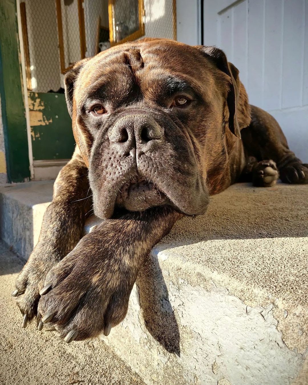 How Much Does a Bullmastiff Eat? Feeding Tips & Best Dog Foods to Buy