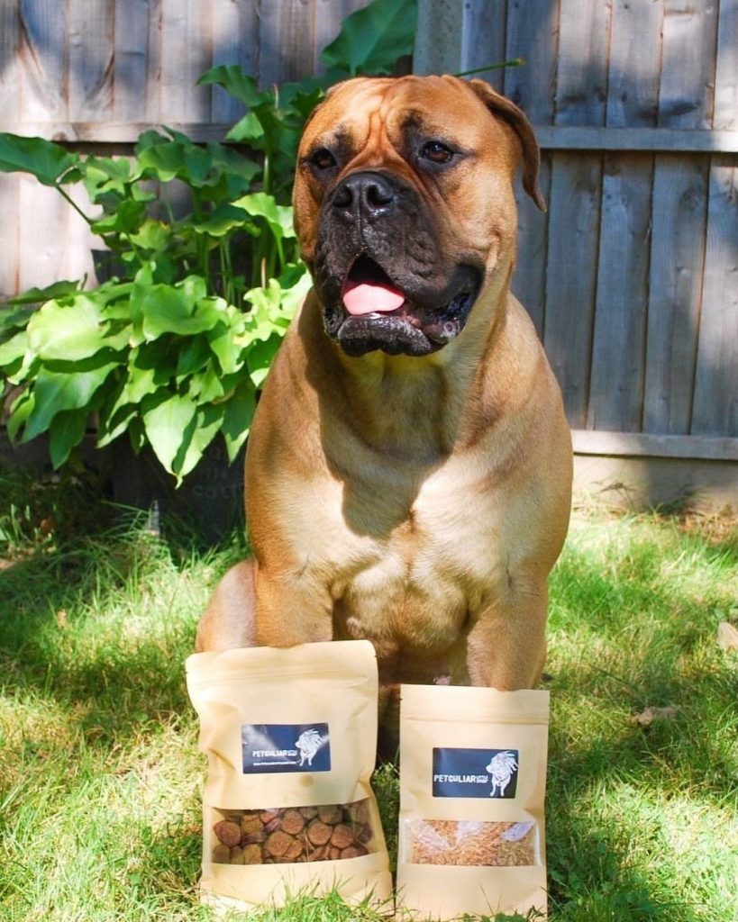 How Much Does a Bullmastiff Eat? Feeding Tips & Best Dog Foods to Buy