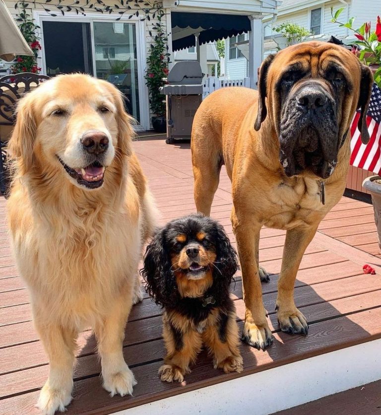 Are English Mastiffs Good With Other Dogs? All You Need to Know! PawCited