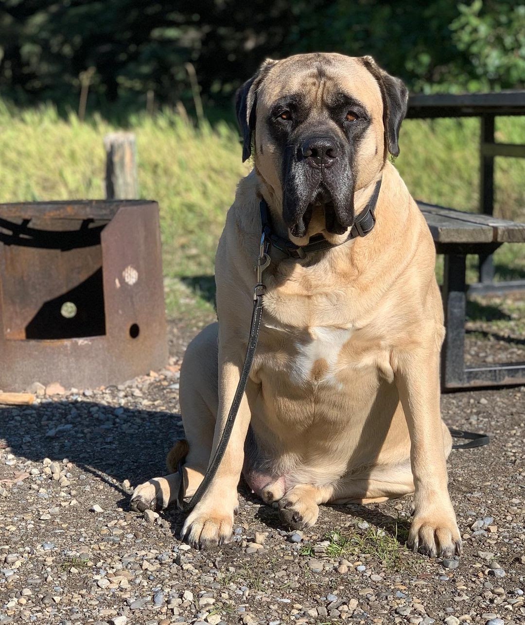 How Much Does an English Mastiff Eat? Guidelines to Properly Feeding