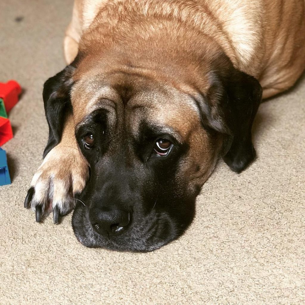 How Long Are English Mastiffs Pregnant? A Guide to English Mastiff