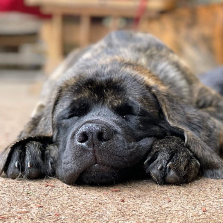Are English Mastiffs Aggressive? Learn How to Cope With Mastiff