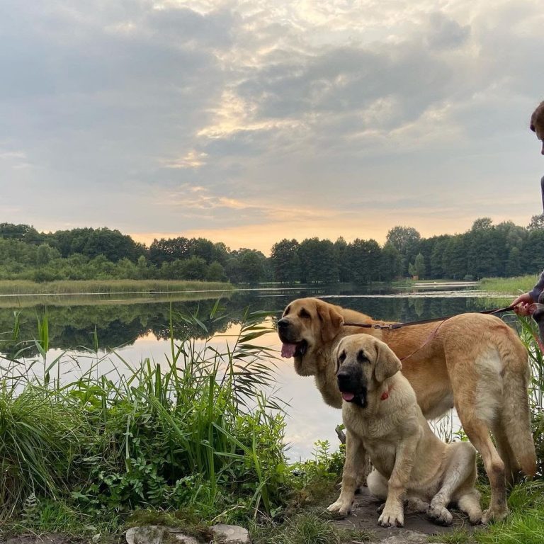 English Mastiff vs Lion Who Would Win? PawCited
