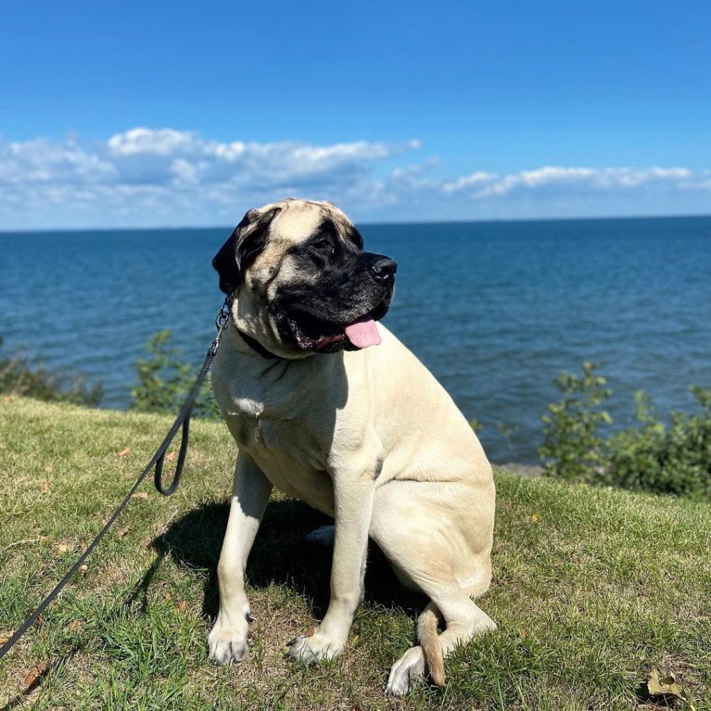 Can an English Mastiff Kill a Wolf? Calculating the Chances