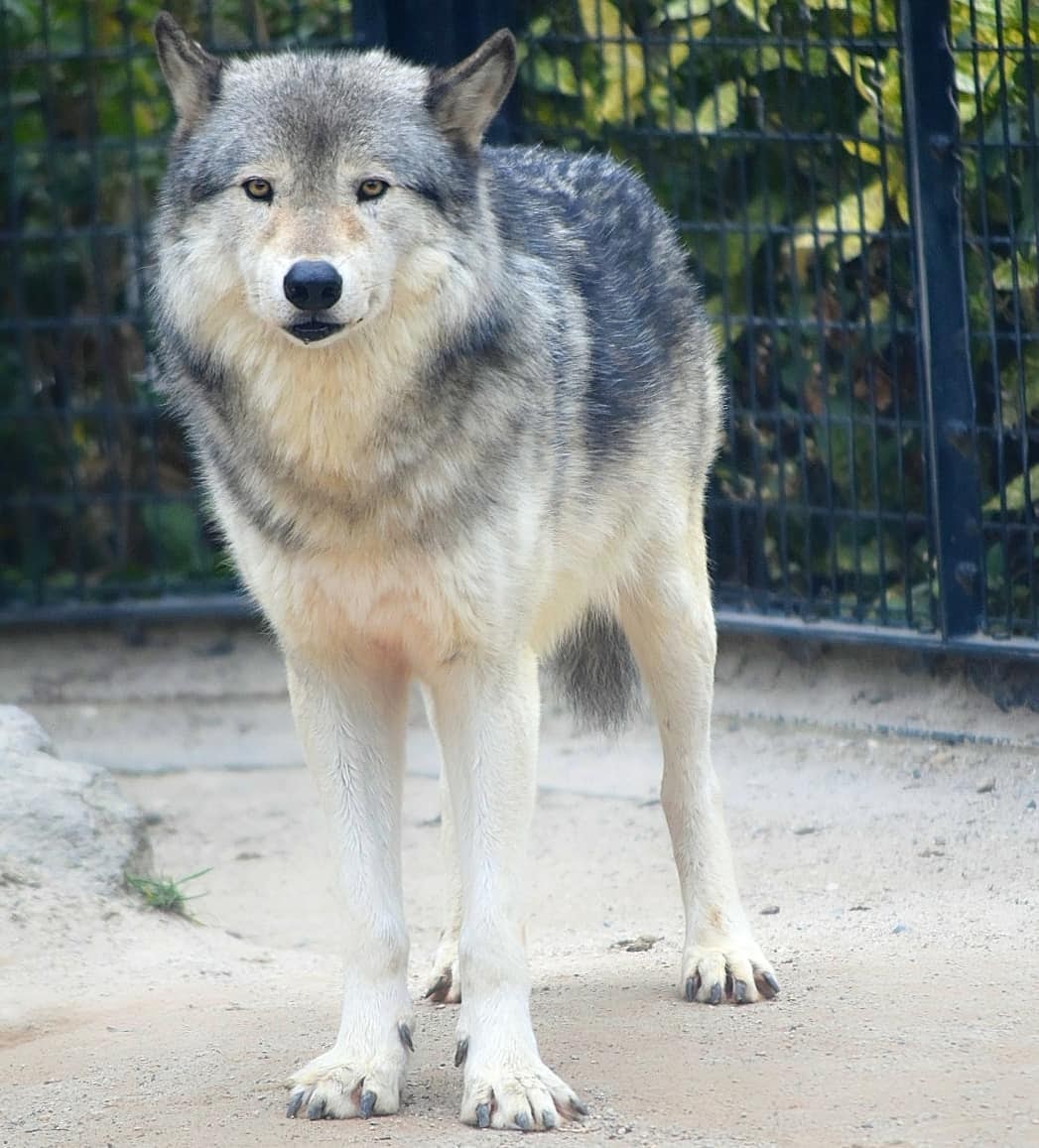 Can an English Mastiff Kill a Wolf? Calculating the Chances