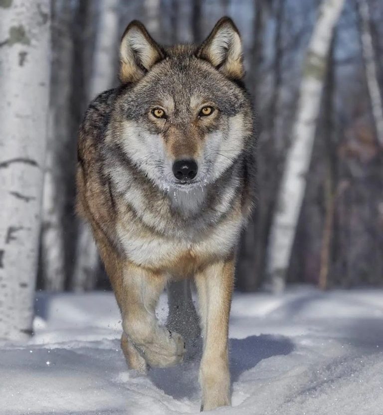 Can an English Mastiff Kill a Wolf? Calculating the Chances