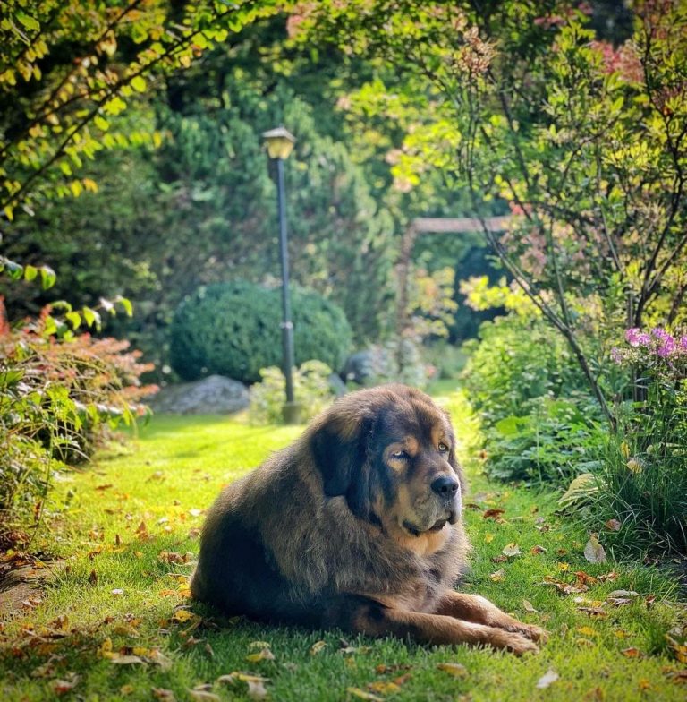 Tibetan Mastiff vs Tiger Domestic Against the Wild PawCited