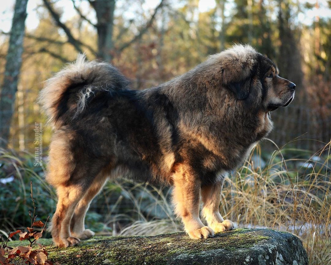 Tibetan Mastiff vs Kangal Looking for the Better Breed PawCited